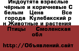 Индоутята взраслые чёрные и коричневые С белым › Цена ­ 450 - Все города, Кулебакский р-н Животные и растения » Птицы   . Смоленская обл.